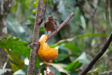 Bird perched on a branch
