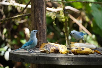Bird perched on a table