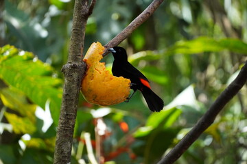 Bird perched on a branch