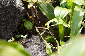 Costa Rica forest views