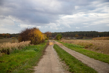 Panoramic view on a dirt road in September with corn, rapeseed, sugar beet and few trees