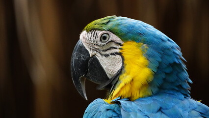 Guacamayo Amarillo portrait