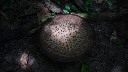 Close-up of mushroom in Tayrona