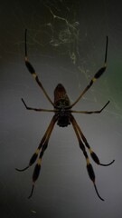 Close-up of spider in Tayrona