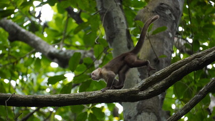 Fototapeta premium Playful capuchin monkey swinging through trees