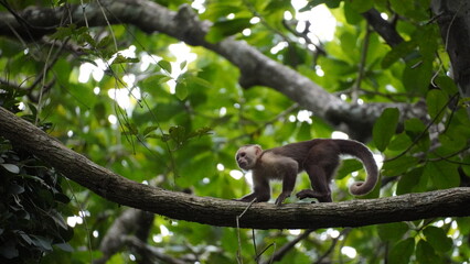 Playful capuchin monkey swinging through trees