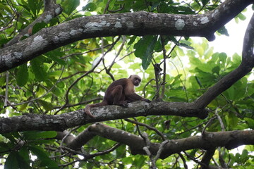 Playful capuchin monkey swinging through trees