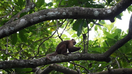 Playful capuchin monkey swinging through trees