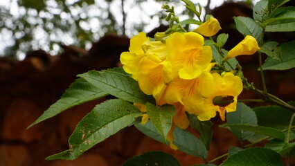 Close up of a beautiful flower