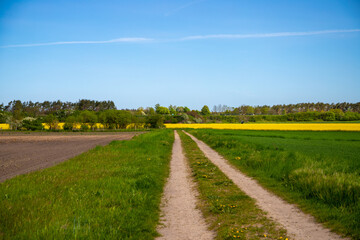 Panoramic view on a dirt road in September with corn, rapeseed, sugar beet and few trees