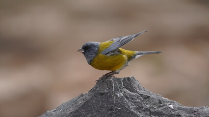 Birdland