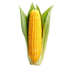Fresh corn on the cob with green husks, white isolated background.