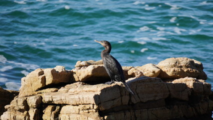 A cormorant perching on a rock