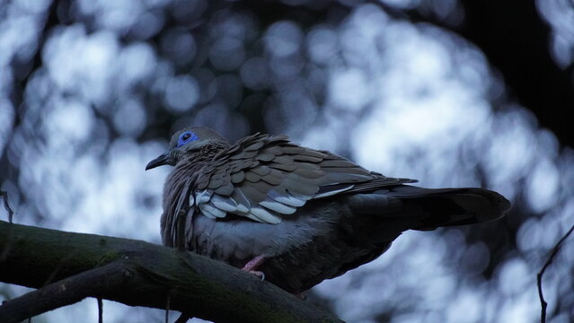 west peruvian dove perching on a branch