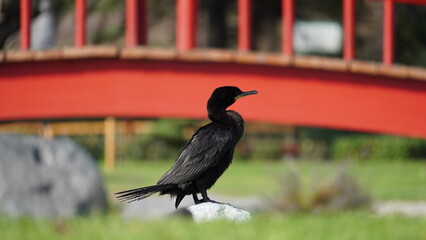 Bird Japanese Garden in La Serena