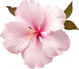 Pink hibiscus flower bloom