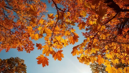 low angle view of maple leaves on branches against clear sky