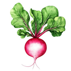 Fresh radish with vibrant leaves on a white isolate background.