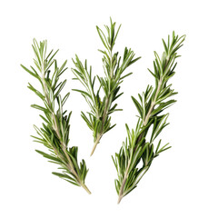 Obraz premium Fresh rosemary sprigs on white isolate background.