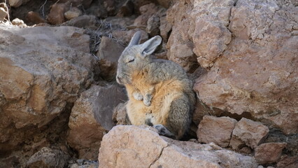 Naklejka premium Southern viscacha (Lagidium viscacia)