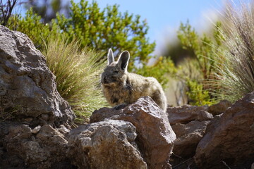 Southern viscacha (Lagidium viscacia)