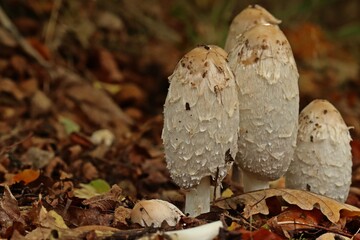 Schopf-Tintling (Coprinus comatus)