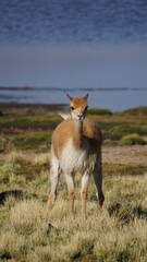The vicuna (Lama vicugna)
