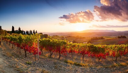 Fototapeta premium ripe red grapes on vineyards in autumn harvest at sunset panorama of vineyard with red grapes at sunset tuscany italy