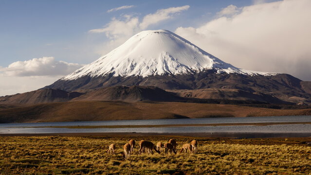 Vicunas in Parinacota volcano and Chungara lake