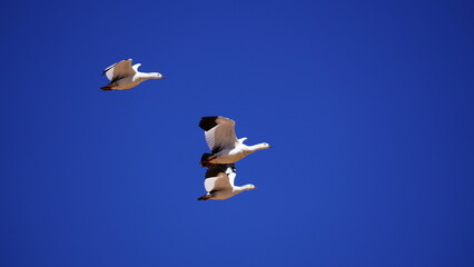 Three Andean goose flying