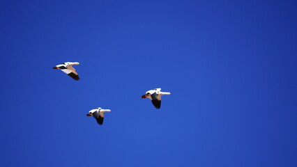 Three Andean goose flying