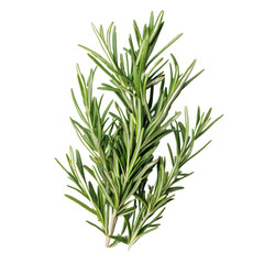 Fototapeta premium Fresh rosemary herb sprig on white isolated background.