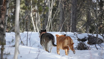 dogs playing in Miles Canyon