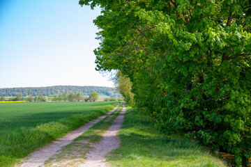 Panoramic view on a dirt road in September with corn, rapeseed, sugar beet and few trees