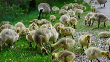 Canadian goose and baby goslings
