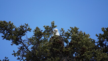 bald eagle perching on a branch