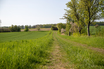 Panoramic view on a dirt road in September with corn, rapeseed, sugar beet and few trees