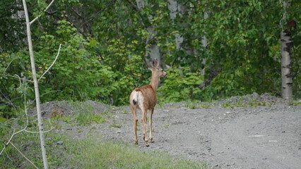 Beautiful Deer