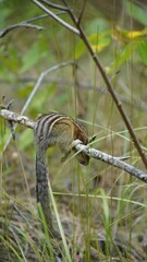 Chipmunk eating grass on a branch