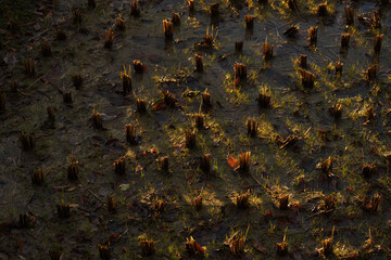 刈り終わった田んぼ