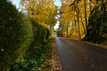 a quiet road lined with dense, green hedges on one side and tall trees with golden yellow leaves on the other