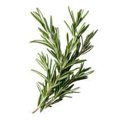 Fototapeta premium Fresh rosemary herb, white isolated background.