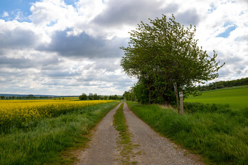 Panoramic view on a dirt road in September with corn, rapeseed, sugar beet and few trees