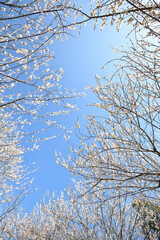 青空囲む梅の花