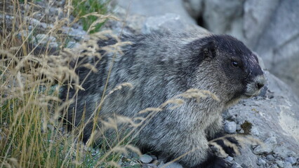 Hoary Marmot on the field