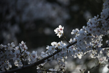 光浴びる桜