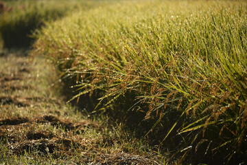 濡れた稲穂