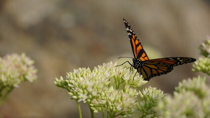 Close-up of colorful butterfly