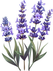 Obraz premium Purple lavender blooms