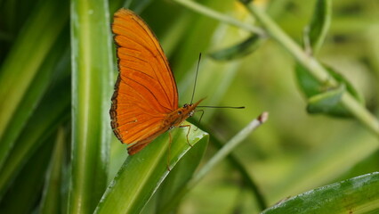 Close-up of colorful butterfly